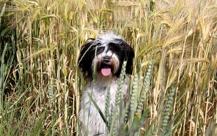Hund im Gras